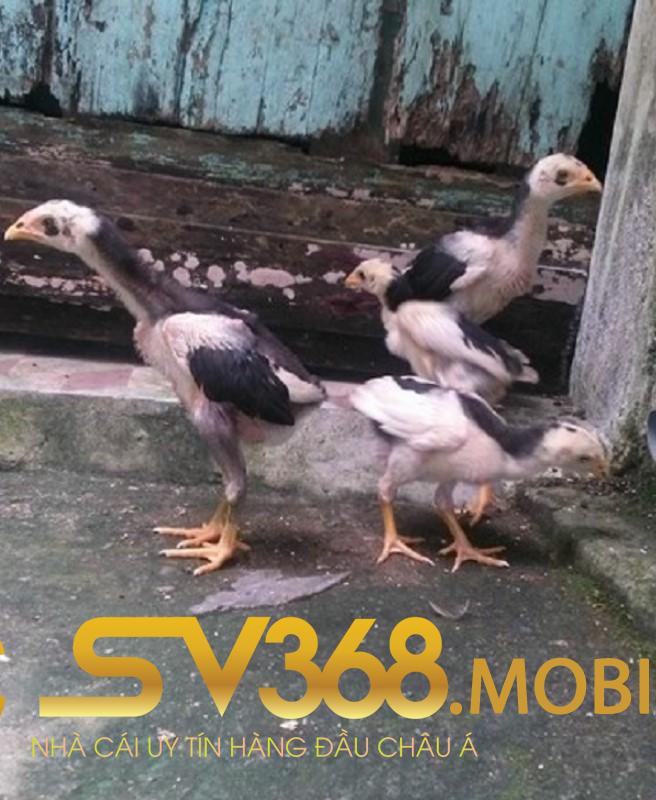 Cách đúc gà đá