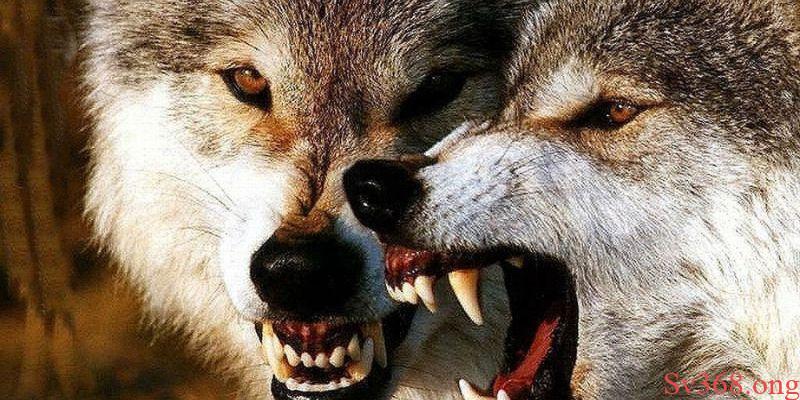 Mơ thấy chó sói Mơ thấy chó sói 