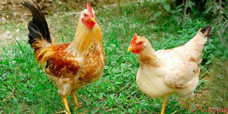 Mơ thấy con gà mới đẻ