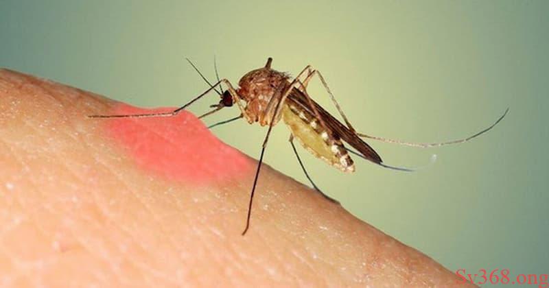 nằm mơ thấy côn trùng