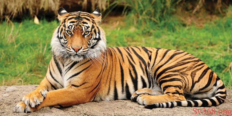 Nằm mơ thấy cọp có ý nghĩa gì?