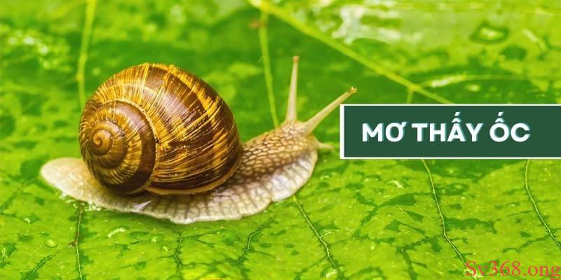 Tại sao lại mơ thấy ốc? Điềm tốt hay xấu