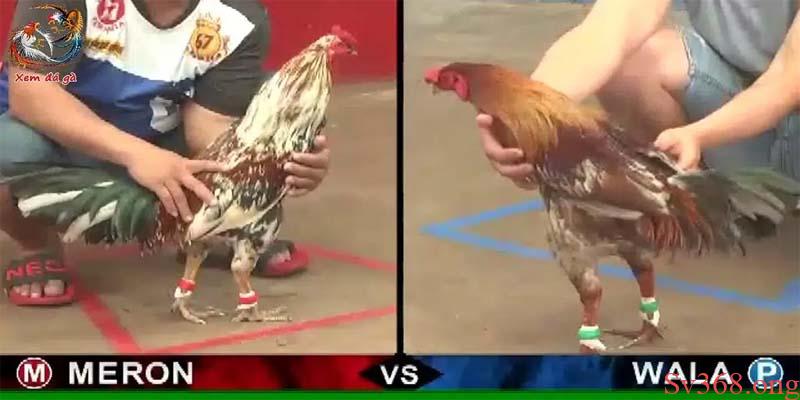 Cách Chọn Gà Và Luật Cơ Bản Khi Chơi Đá Gà Campuchia 2025 7 Cách chọn gà