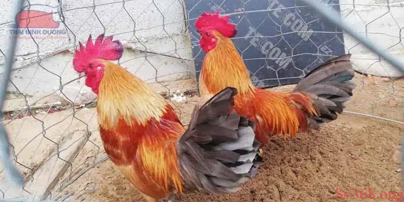 Top 5 Gà Đá Cựa Sắt Hiếm Gặp Mà Có Thể Bạn Chưa Biết 2025 8 Gà đá song sinh