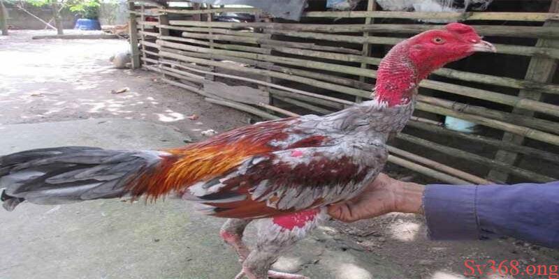 Chia Sẻ Phương Pháp Cách Trị Gà Đá Bị Hóc Cực Hay 8 Cách trị gà đá bị hóc bằng phương pháp tập luyện