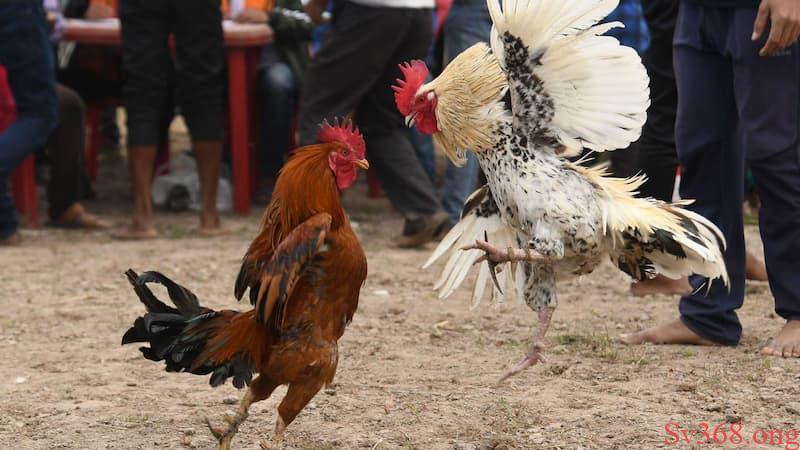 Luật đá gà miền Bắc là gì?