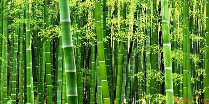 Mơ Thấy Cây Tre Tốt Hay Xấu? Bật Mí Con Số May Mắn Ở Sv368 3 Ngủ mơ thấy cây tre xuất hiện cả bụi