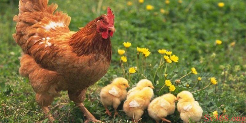 Mơ Thấy Con Gà - Luận Giải Nhanh Về Điềm Báo Giấc Mơ SV368 7 Những con gà thường mang hàm ý gì trong văn hóa Việt Nam?