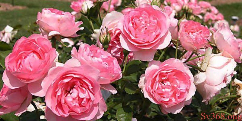 Mơ thấy hoa hồng