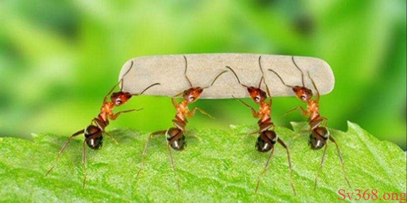 Mơ Thấy Kiến - Giải Mã Điềm Báo Và Con Số May Mắn Tại Sv368 2 mơ thấy kiến