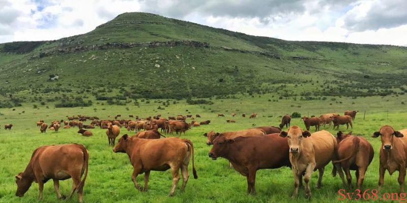 Nằm Mơ Thấy Bò Có Ý Nghĩa Gì? Giải Mã Con Số Cùng SV368 4 Nằm mơ thấy bò